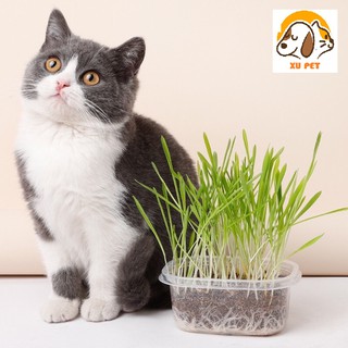 Bộ kit trồng cỏ mèo hạt lúa mạch