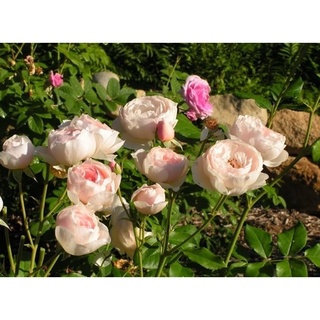 Hạt giống hoa Hồng bụi nhiều màu - Nảy mầm tốt - Tặng kèm 1 gói bón lá và 1 gói kích nảy mầm, có tờ hướng dẫn trồng