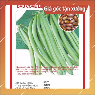 Hạt giống Đậu Cove Leo 4 mùa 50Gram Hạt giống