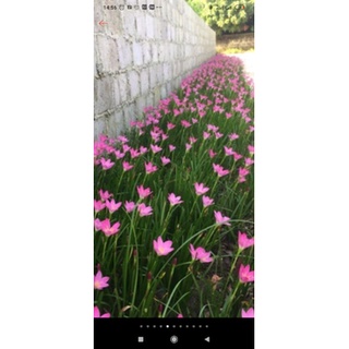 Toc tien 1 củ cây hoa tóc tiên