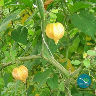 Cây Tầm Bóp khô 1KG - OLF080