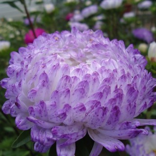 [Mới] - Hạt giống hoa cúc kim cương giá rẻ - Thuận Duy Shop