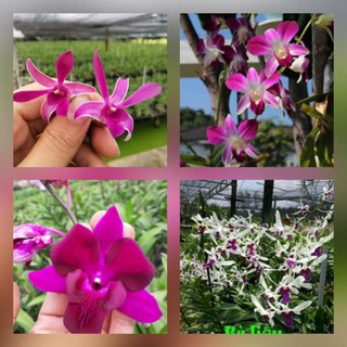 Giá cực sốc cho 2 chậu Lan Denro cây đại sắp hoa chỉ 99k