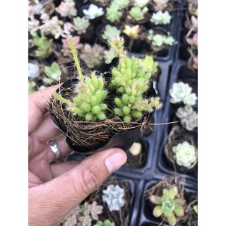 Sen hạt gạo bầu nhí