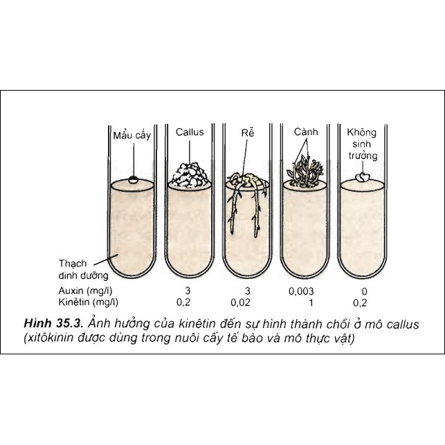 Cytokinin Kinetin 99%  gói 50g