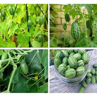 Hạt dưa hấu tí hon mini dễ thương