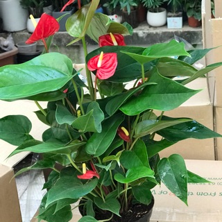 Hồng môn đỏ( chậu nhựa)