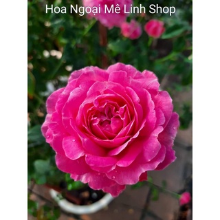Hoa hồng ngoại For Your Home rose – Sắc hồng cánh sen đẹp hoàn mĩ, vạn người mê
