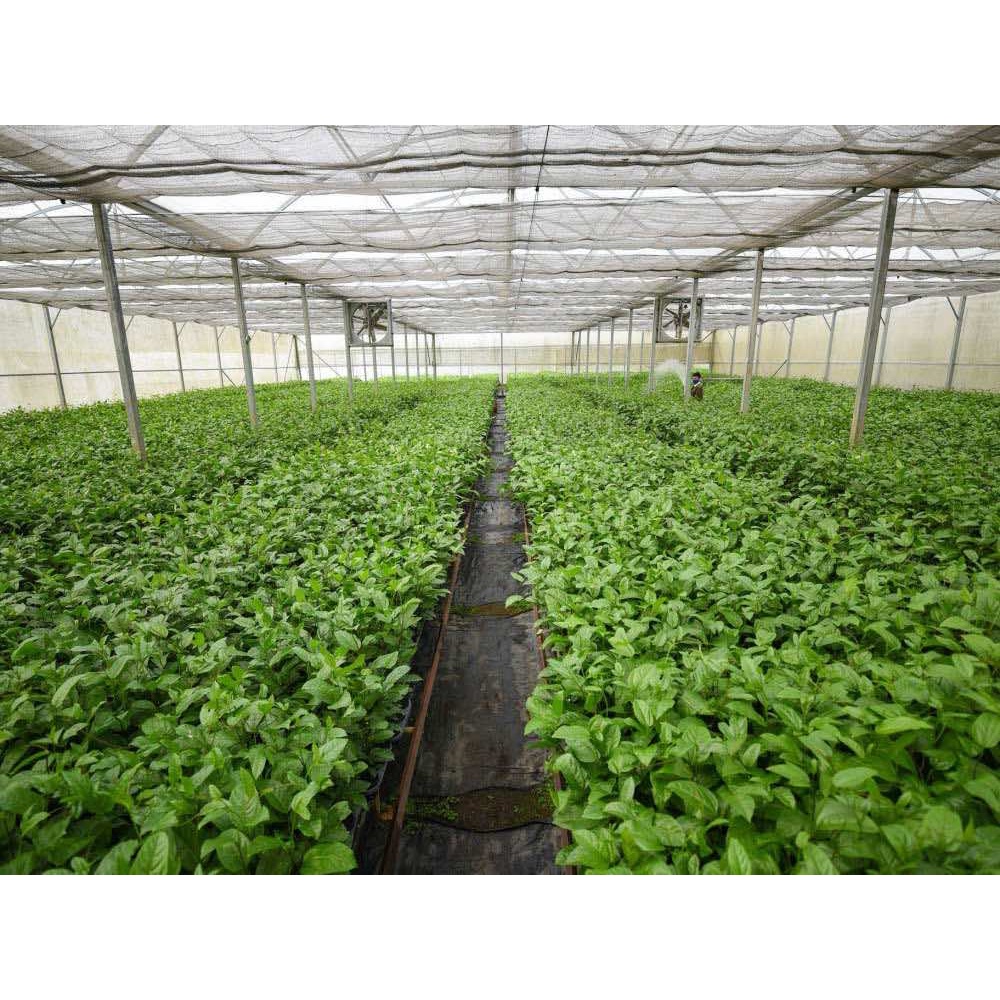 CÂY GIỐNG Chanh dây ngọt Colombia