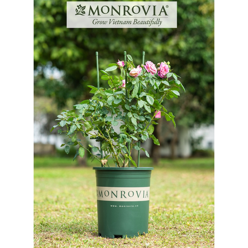 Combo 3 Chậu nhựa trồng cây MONROVIA 7 Gallon, chậu trồng cây để bàn, ban công, ngoài trời, sân vườn, tiêu chuẩn Châu Âu