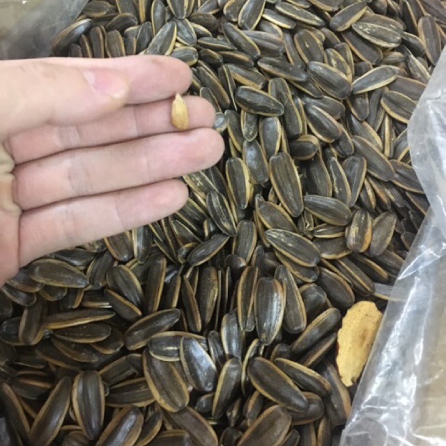 1kg hạt hướng dương tẩm vị óc chó/dừa túi zip
