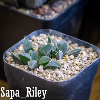 Sen đá kim cương - Haworthia