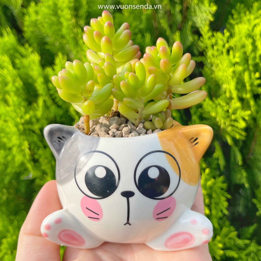 Chậu mèo 6x8cm - Chậu trồng sen đá dễ thương