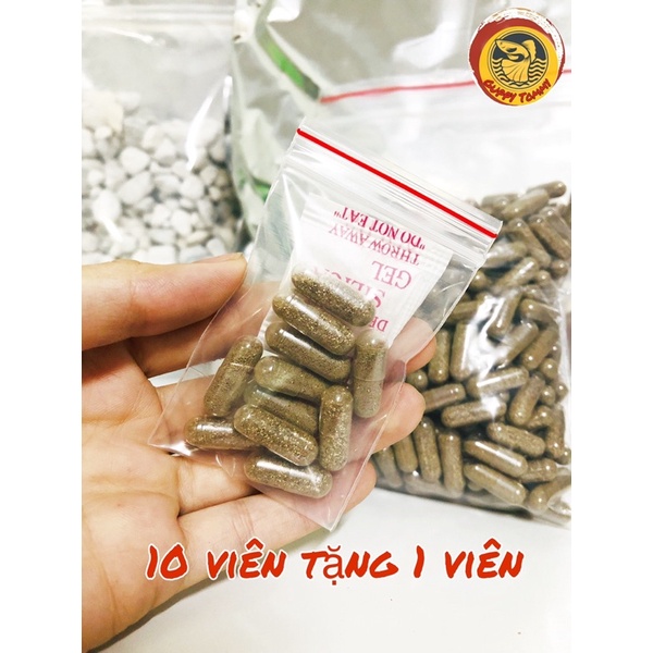 Artemia nước ngọt  nuôi sinh khối không cần sủi oxi