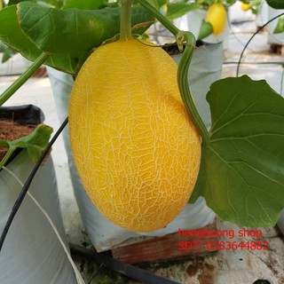 Hạt giống dưa lưới vàng F1