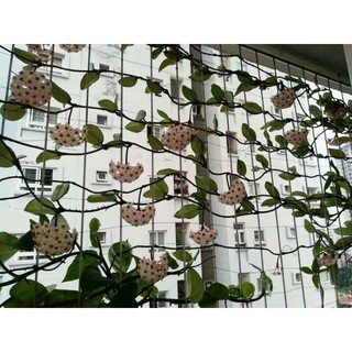 Lan Cẩm cù trắng