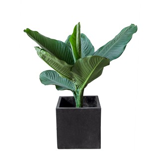 Chậu xi măng đá mài VUÔNG 25*25*25 - Đen