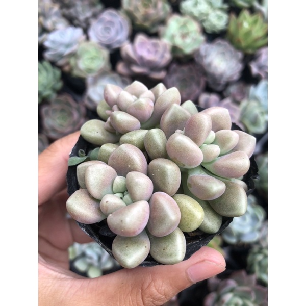 Sen Đá Kim Tuyến Hồng Size Bầu 5cm Hư 1 Đổi 1