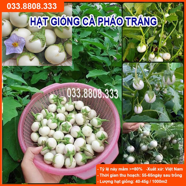 Hạt Giống Cà Pháo Trắng - Cà Giòn Thơm Ngon, Quả Đẹp