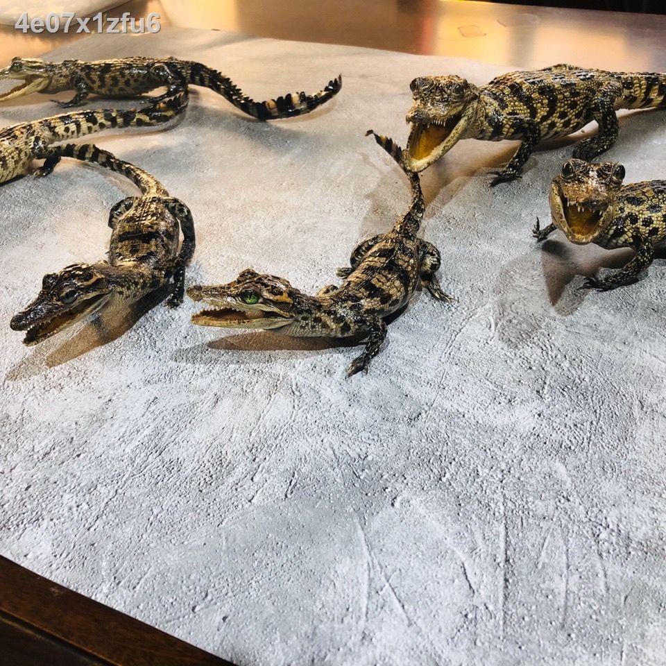 ▧ ✟  ♤Đồ trang trí mô phỏng hình cá sấu & chơi @