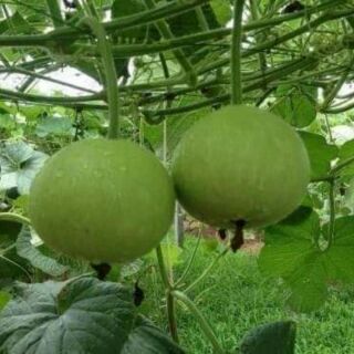 5 hạt giống bầu tròn