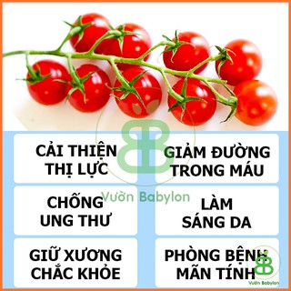 Hạt Giống Cà Chua Bi Đỏ Lùn Rạng Đông, Nảy Mầm Tốt, Năng Suất Cao, Dễ Trồng, Sai Trái Vuonbabylon - Gói 0.1G