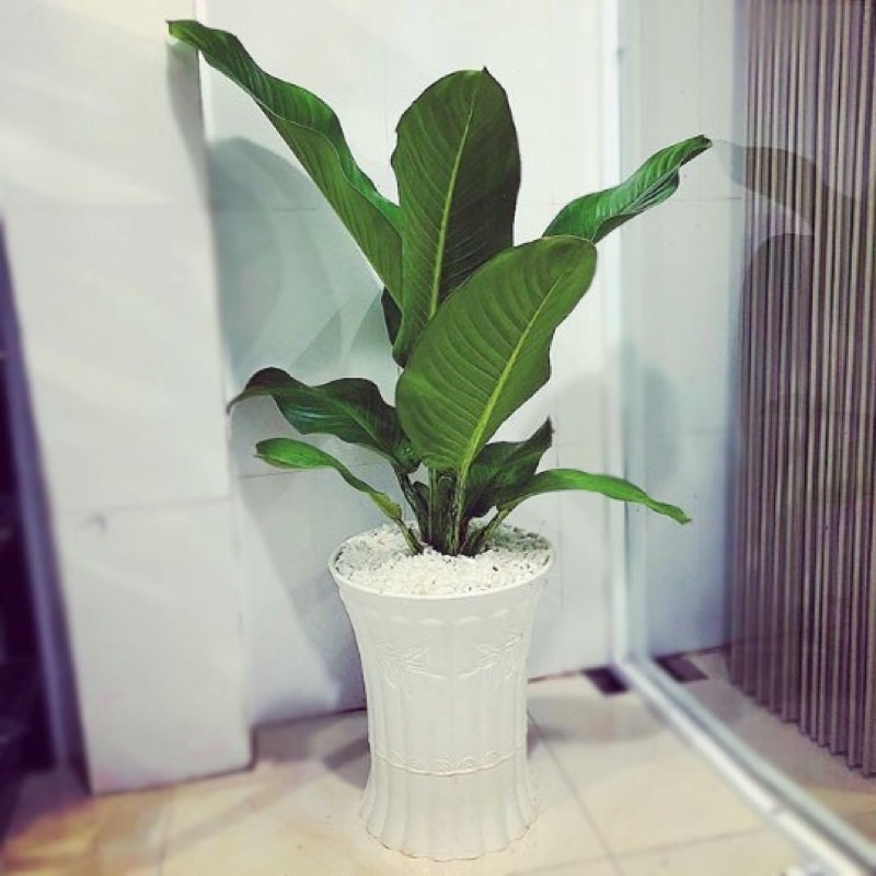 Cây đại Phú gia