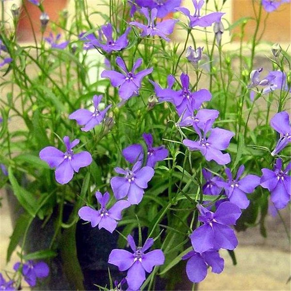 Shop 1K - 50h Hạt Giống Hoa Cúc Lobelia Rủ Mix