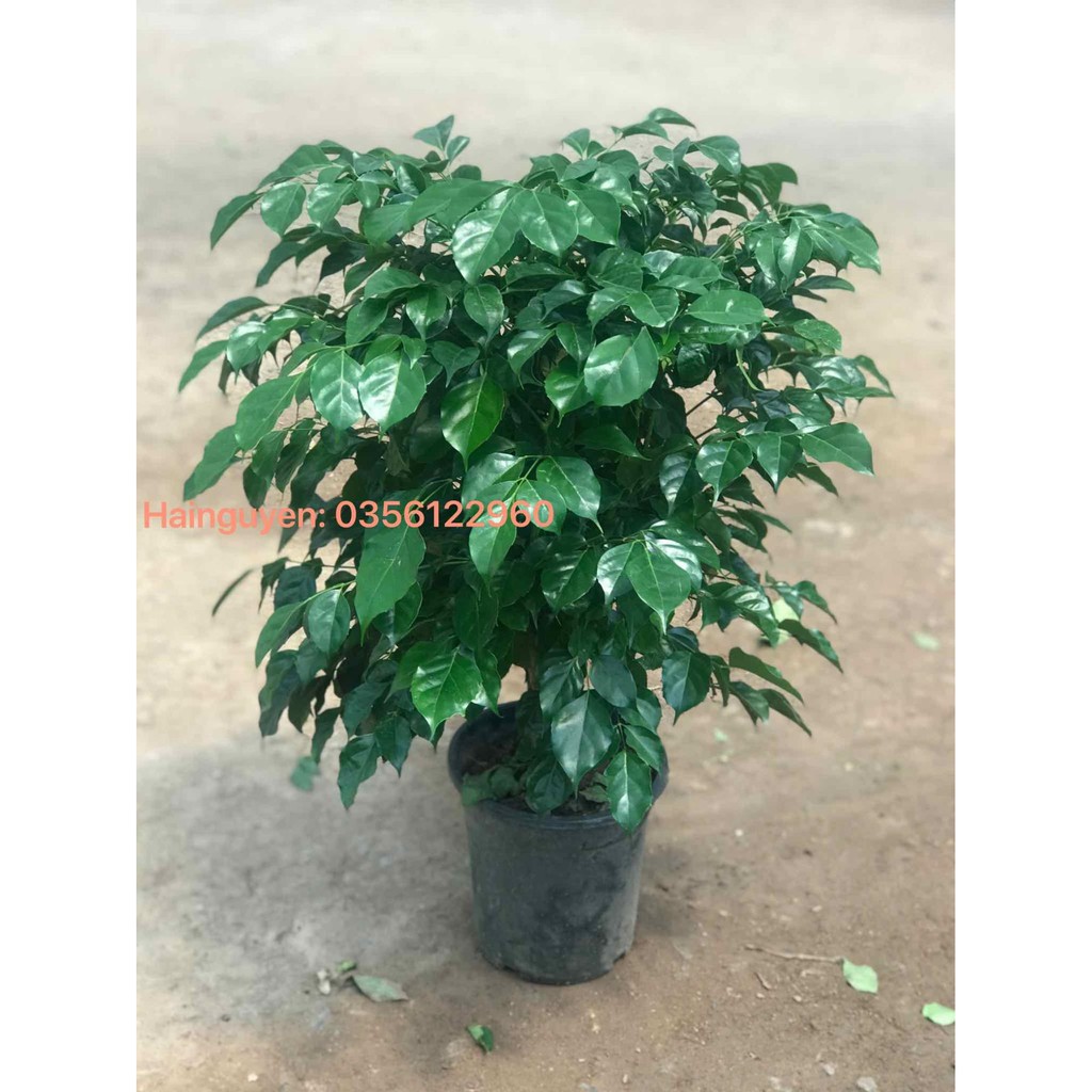 Cây hạnh phúc thân gỗ loại to 50-60cm + Tặng  phân hữu cơ cao cấp