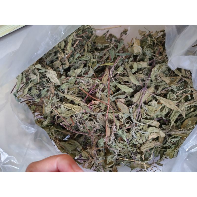 Cây hương nhu tím holy basil  tulsi