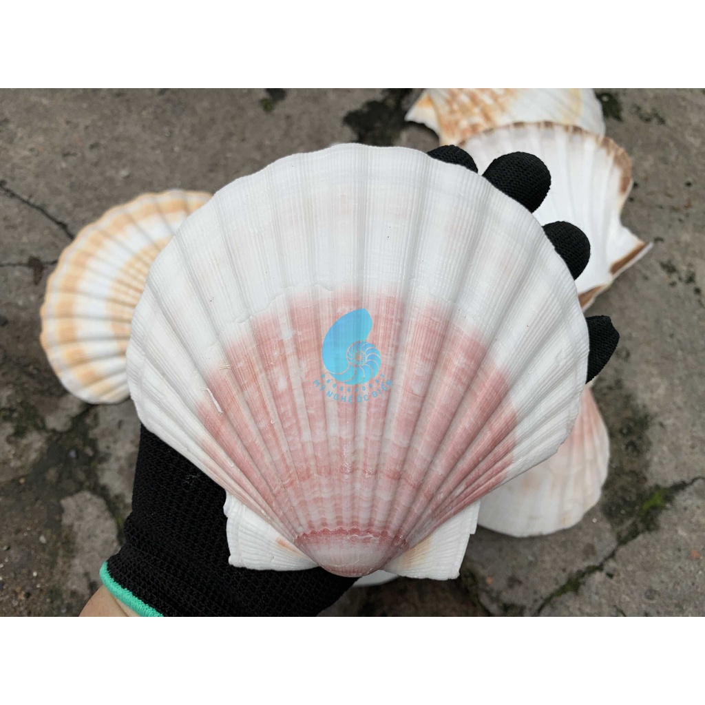 Vỏ Sò Điệp đẹp trang trí bể cá, bàn làm việc, phòng khách, chụp hình, Đế đốt hương trầm..