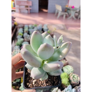 Sỏi Trắng Xám y như ảnh size 8-9cm