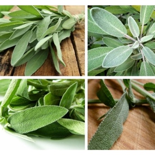 Hạt Giống Xô Thơm Sage - Hàng công ty, nảy mầm tốt- Tặng gói bón lá