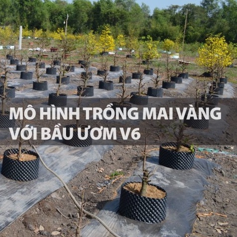 Bầu Ươm cây V6 Cao 50cm , có kèm bộ vít