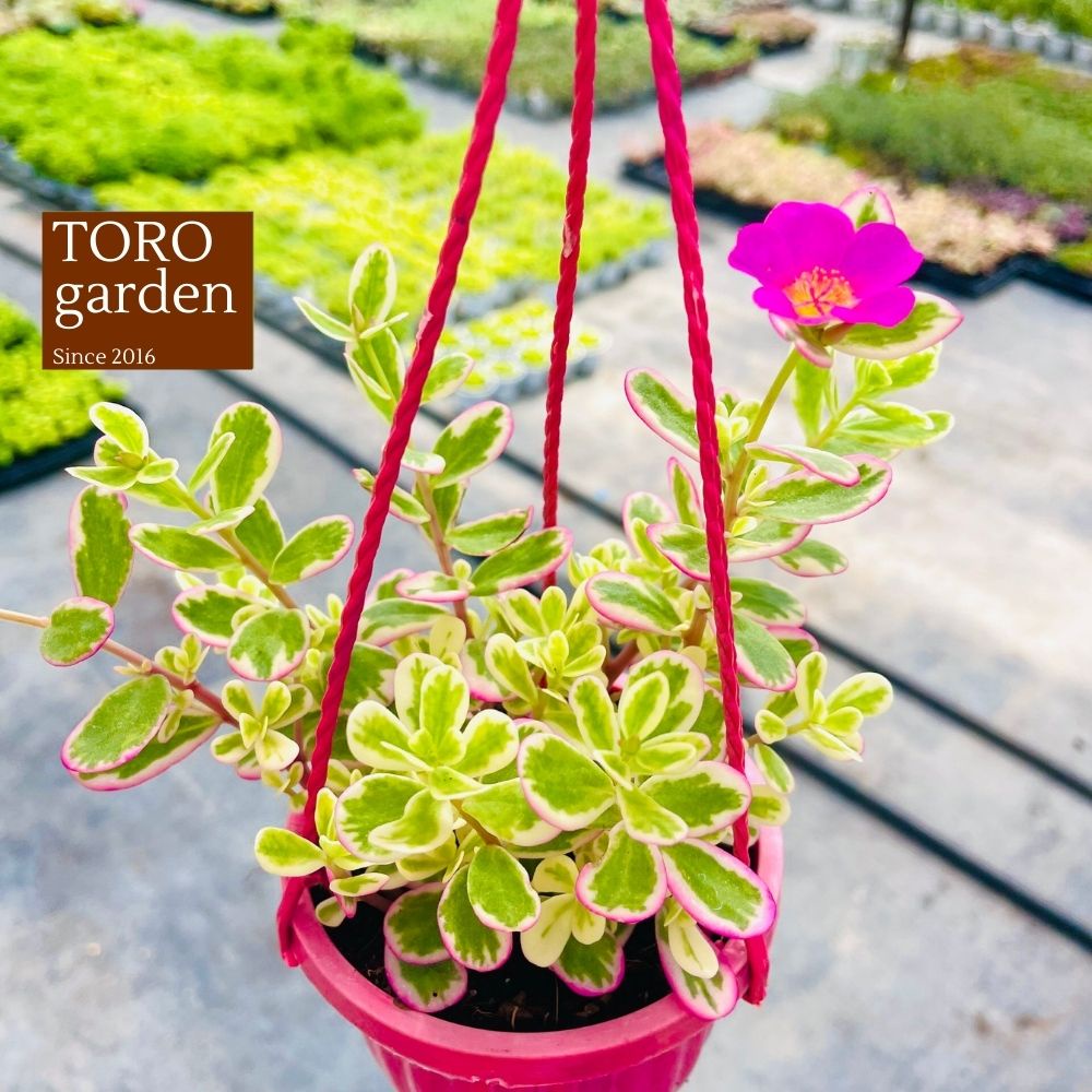 Sen đá cỏ sam trồng chậu treo Đà Lạt size 9cm cây cảnh trang trí nhà cửa Toro garden