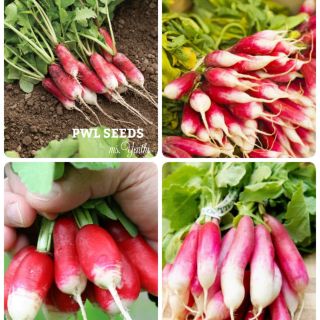 [PWL SEEDS] FRENCH BREAKFAST RADISH - CỦ CẢI ĐỎ PHÁP, HẠT GIỐNG 100+ HẠT/ỐNG