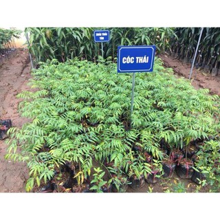 COMBO 5 CÂY GIỐNG CÓC THÁI 139K