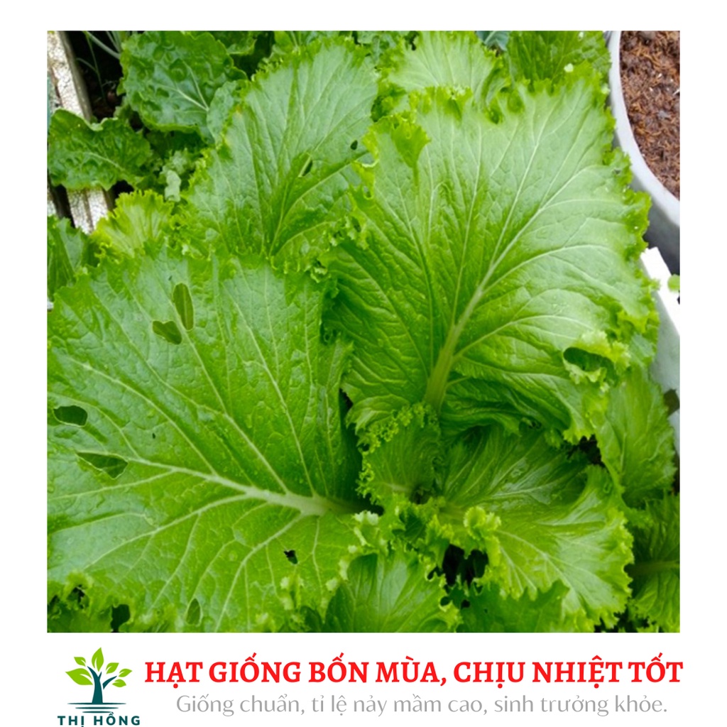 Hạt giống cải bẹ mào gà 20g (vị cay, tàu lá to)