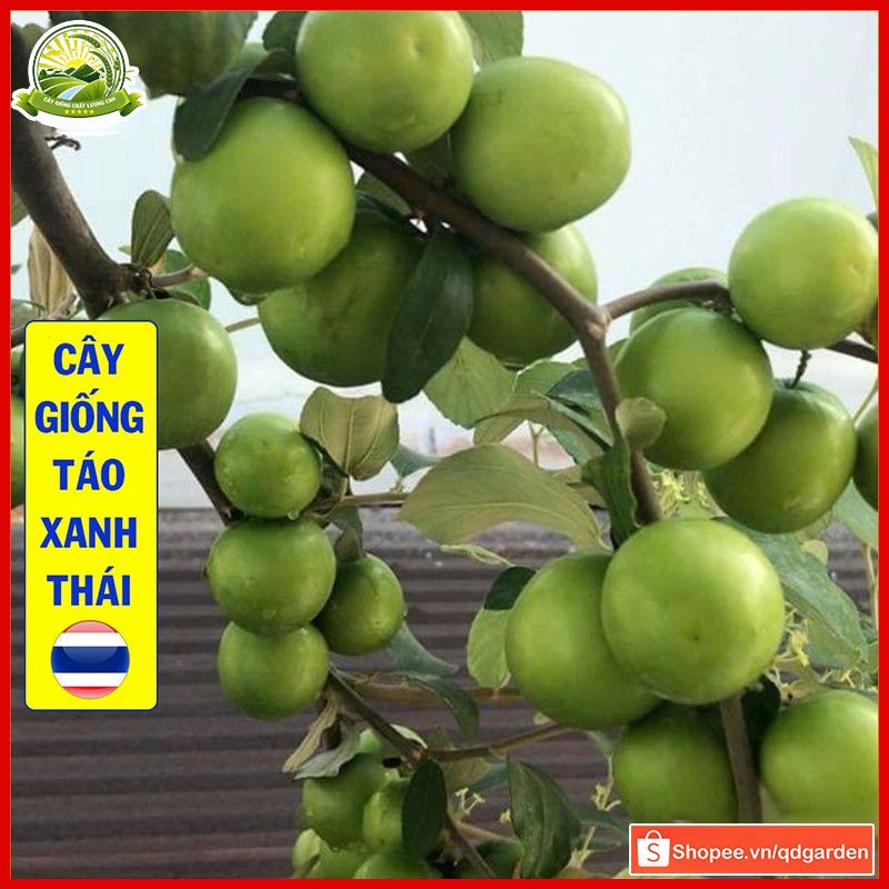 Cây táo xanh giống Thái (cây con F1) trái to tròn mọng nước dễ trồng thu hoạch sau 1 năm - QD20