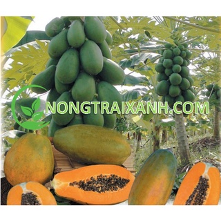 5h - hạt giống đu đủ lùn ruột vàng siêu trái