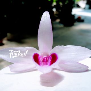 5 kie phi điệp ( giả hạc) nhiều vùng miền nhiều mặt bông đẹp