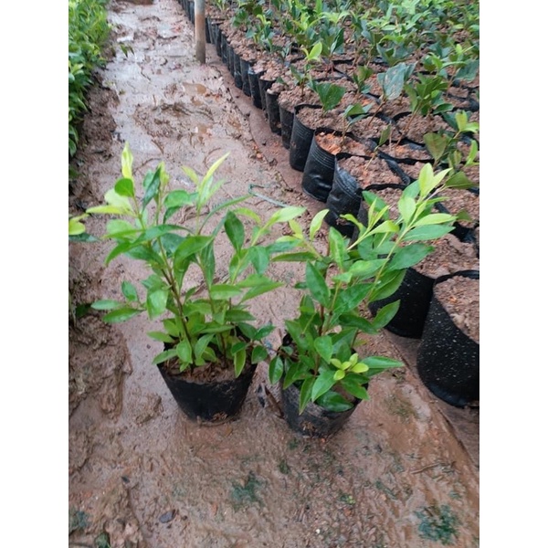 Cây chuỗi ngọc hàng công trình