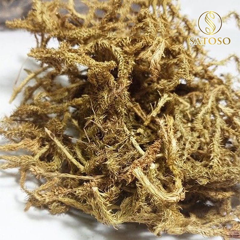 Cây thông đất khô SATOSO 1kg thượng hạng SA38