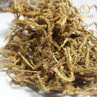 Cây thông đất khô SATOSO 1kg cao cấp tác dụng tăng cường trí nhớ SA38