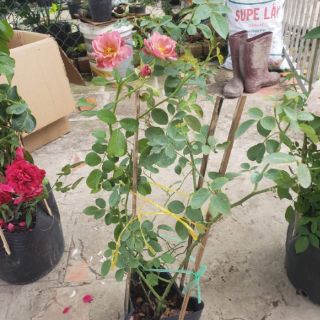 Hoa Hồng bụi Nhật Aoi (Hồng Aoi)(tặng kèm phân bón)