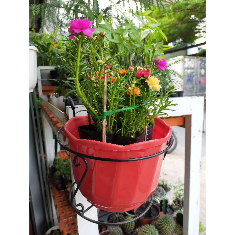 bộ chậu nhựa và khung sắt