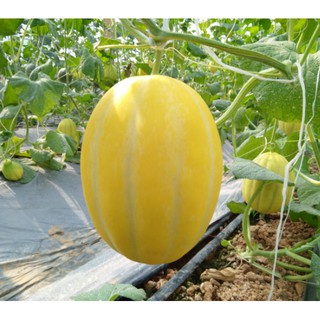 Hạt dưa lê Hàn Quốc siêu ngọt