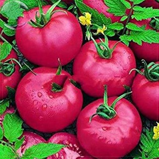[HOT] Hạt giống cà chua Hồng ( 30 hạt)