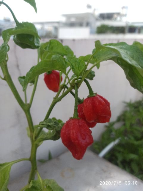 Hạt ớt  Habanero đỏ Mỹ