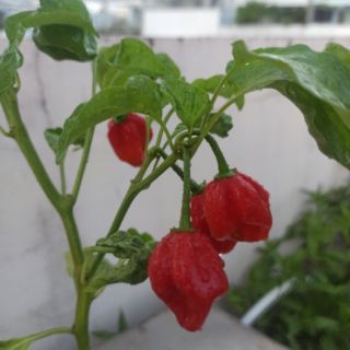 Hạt ớt  Habanero đỏ Mỹ